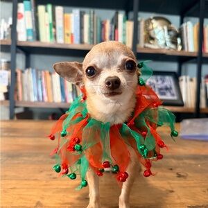 🎁 Red & Green Jingle Bell Holiday Collar for Small Dogs